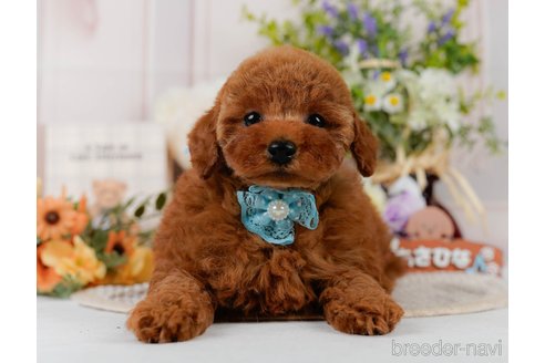 販売中の神奈川県のトイプードル-388593の12枚目
