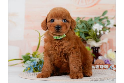 販売中の神奈川県のトイプードル-388425の9枚目