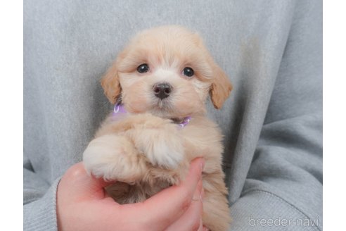 成約済の群馬県のマルプー:マルチーズ×トイプードル-388489の6枚目