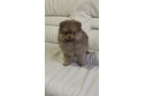 販売中の山口県のポメラニアン-388225の6枚目