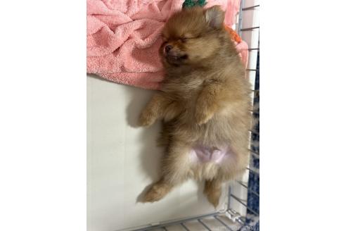 販売中の山口県のポメラニアン-388225の5枚目