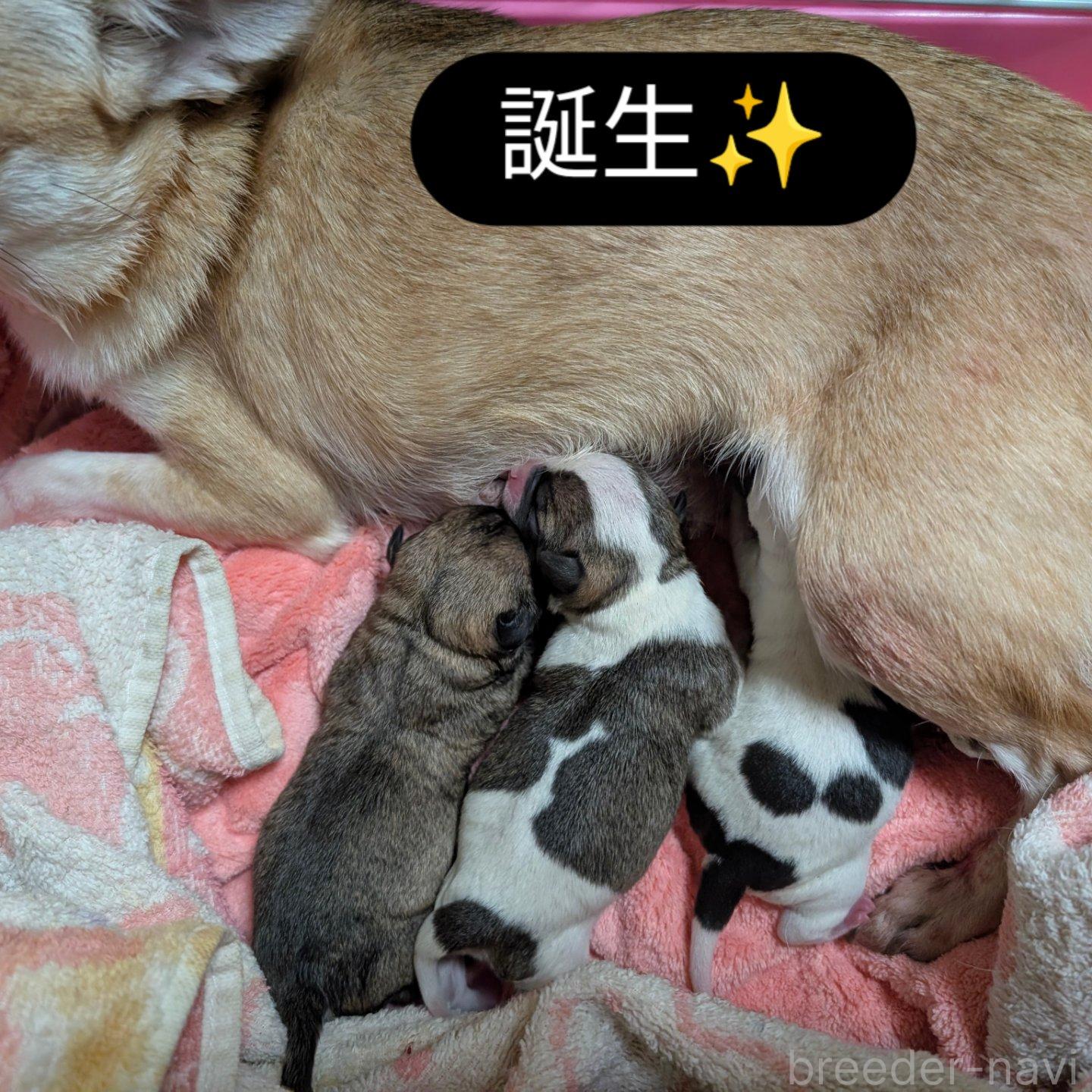 販売中の静岡県のチワワ(スムースコート)-388229の8枚目