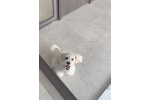 成約済の福岡県のミックス犬-372248の6枚目