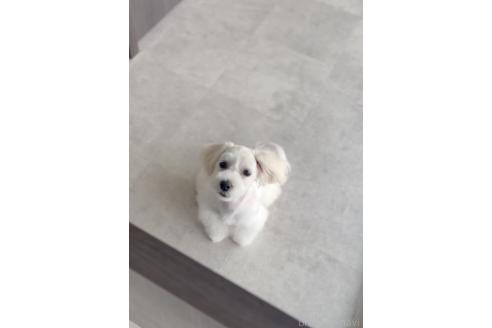 成約済の福岡県のミックス犬-372248の5枚目