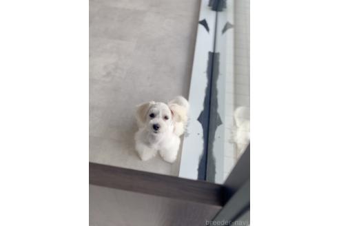 成約済の福岡県のミックス犬-372248の4枚目