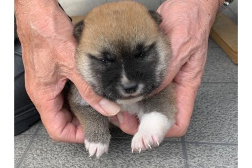 販売中の長崎県の柴犬-388400の5枚目