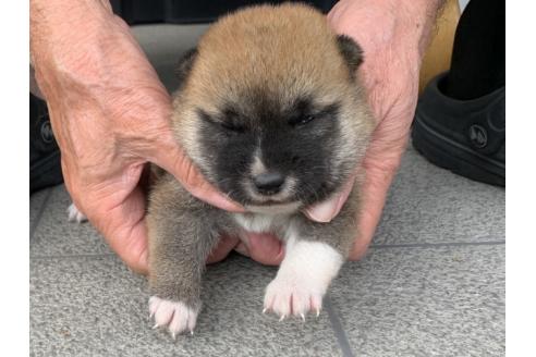 販売中の長崎県の柴犬-388400の4枚目