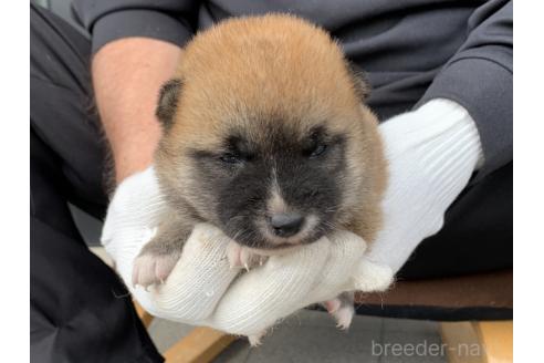 販売中の長崎県の柴犬-388400の3枚目