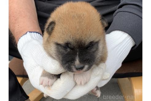 販売中の長崎県の柴犬-388400の1枚目