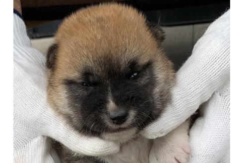 販売中の長崎県の柴犬-388400の2枚目