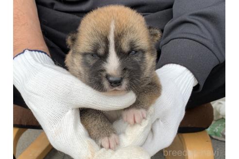 販売中の長崎県の柴犬-388401の4枚目