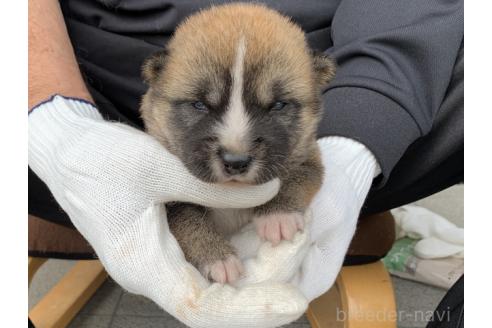 販売中の長崎県の柴犬-388401の5枚目