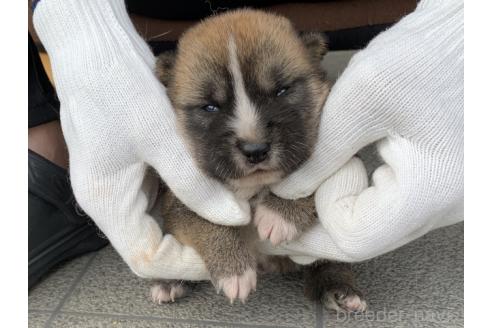 販売中の長崎県の柴犬-388401の3枚目