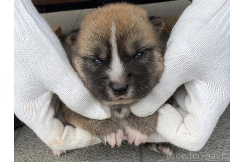 販売中の長崎県の柴犬-388401の2枚目