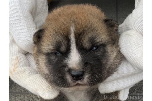 販売中の長崎県の柴犬-388401の1枚目