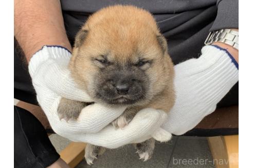 販売中の長崎県の柴犬-388402の5枚目