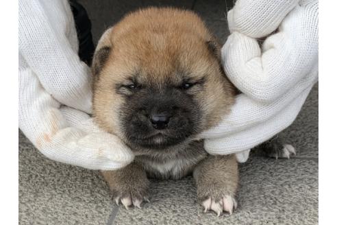 販売中の長崎県の柴犬-388402の3枚目