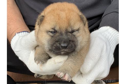 販売中の長崎県の柴犬-388402の4枚目
