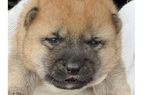販売中の長崎県の柴犬-388402の1枚目