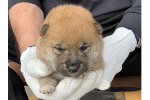 販売中の長崎県の柴犬-388403の5枚目