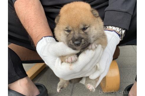 販売中の長崎県の柴犬-388403の3枚目
