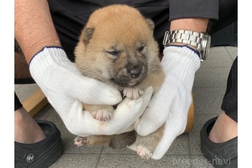 販売中の長崎県の柴犬-388403の4枚目