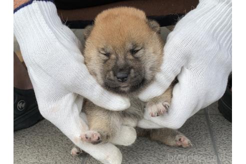 販売中の長崎県の柴犬-388403の2枚目