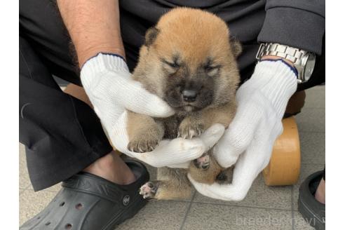 販売中の長崎県の柴犬-388407の5枚目