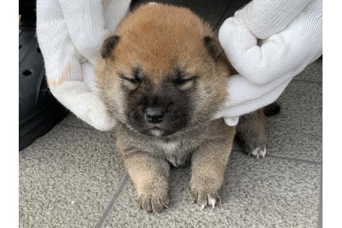販売中の長崎県の柴犬-388407の4枚目