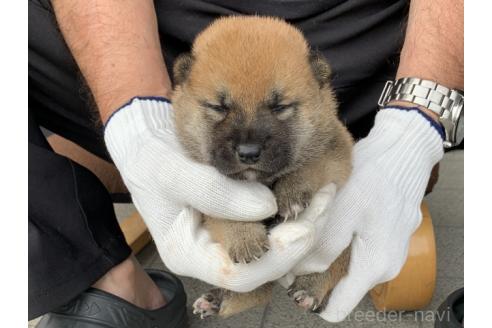 販売中の長崎県の柴犬-388407の2枚目