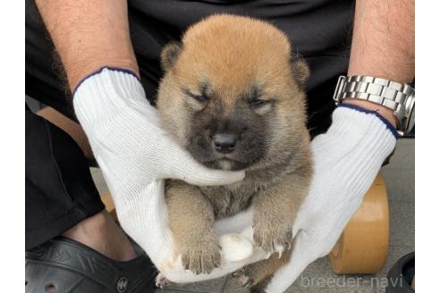 販売中の長崎県の柴犬-388407の3枚目