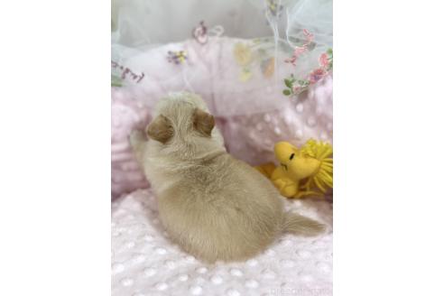 販売中の神奈川県のチワワ(ロングコート)-388416の4枚目