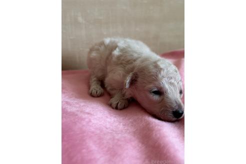 販売中の京都府のタイニープードル-388434の5枚目