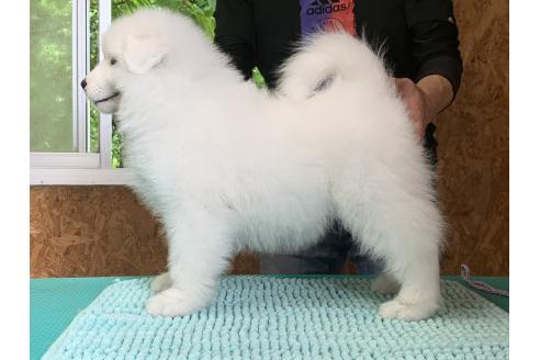 販売中の三重県のサモエド-388436の7枚目
