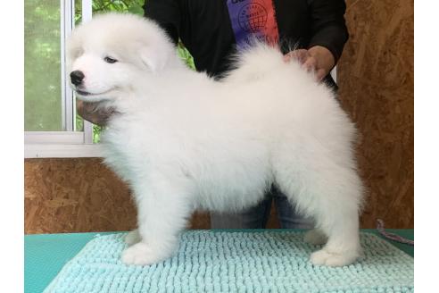 販売中の三重県のサモエド-388436の5枚目