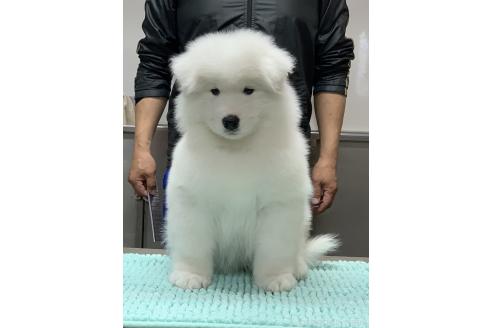 販売中の三重県のサモエド-388436の1枚目