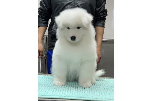 販売中の三重県のサモエド-388436の2枚目