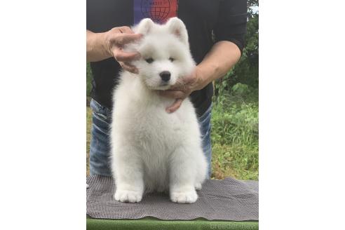 販売中の三重県のサモエド-388437の2枚目