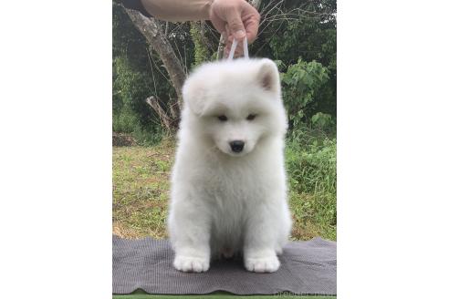 販売中の三重県のサモエド-388437の1枚目
