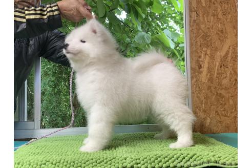 販売中の三重県のサモエド-388438の7枚目