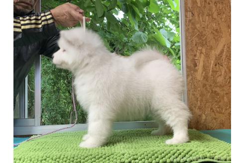 販売中の三重県のサモエド-388438の6枚目