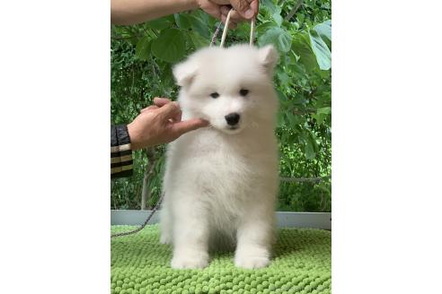 販売中の三重県のサモエド-388438の1枚目