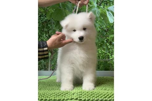 販売中の三重県のサモエド-388438の5枚目