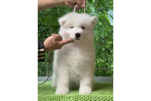 販売中の三重県のサモエド-388438の3枚目