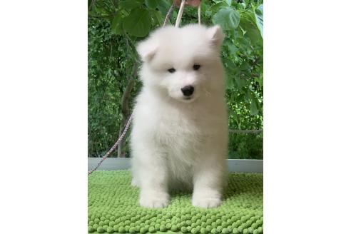 販売中の三重県のサモエド-388438の2枚目