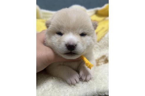 販売中の岡山県の豆柴-388441の3枚目