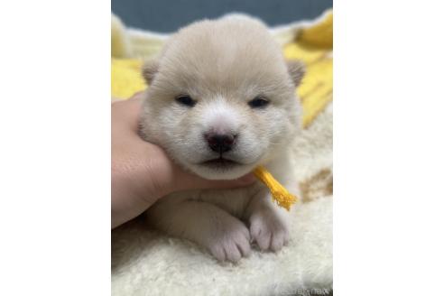 販売中の岡山県の豆柴-388441の1枚目