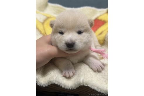 販売中の岡山県の豆柴-388442の4枚目
