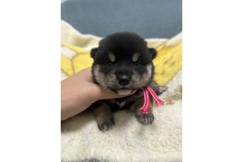 販売中の岡山県の豆柴-388446