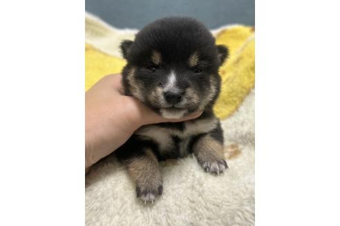 販売中の岡山県の豆柴-388448